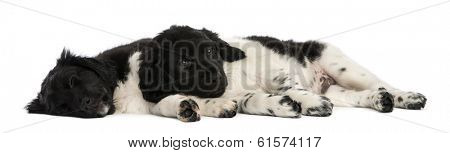 Stabyhoun puppies lying down together, resting, isolated on white