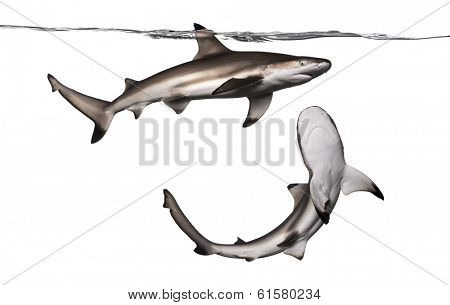 Blacktip reef shark viewed from below, Carcharhinus melanopterus, isolated on white