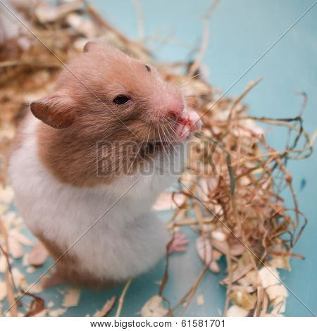 hamster eating