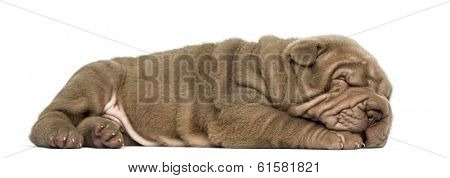 Side view of a Shar Pei puppy lying down, sleeping, isolated on white