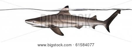 Side view of a Blacktip reef shark swimming at the surface, Carcharhinus melanopterus, isolated on white
