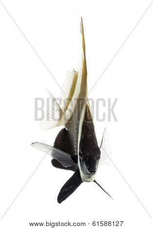Horned Bannerfish, Heniochus varius, isolated on white