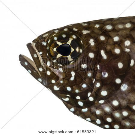 Close-up of a Comet's profile, mouth opened, Calloplesiops altivelis, isolated on white