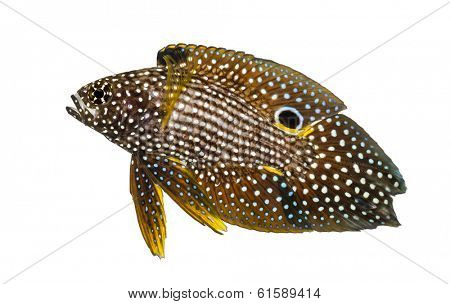 Side view of a Comet, Calloplesiops altivelis, isolated on white