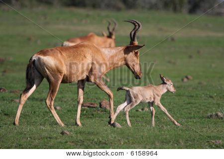 Hartebeest rojo bebé