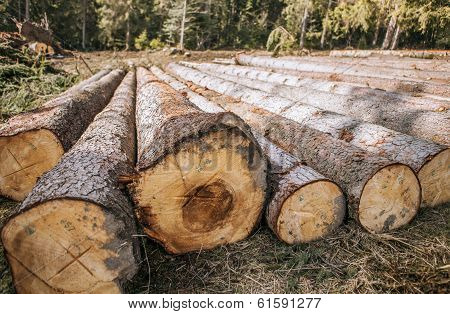 Logging. Felled Pine Logs Piled Firebreak