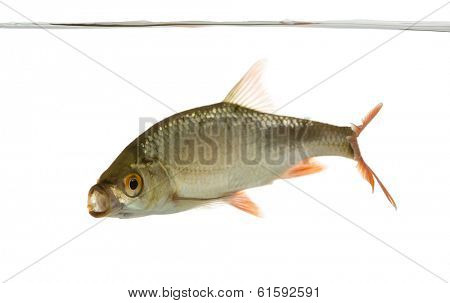Side view of a Common roach swimming under water line, mouth opened, Rutilus rutilus, isolated on white