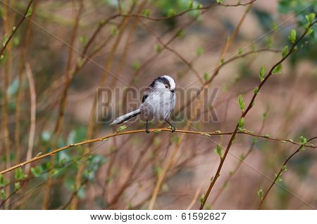 Long Tailed Tit (aegithalos Caudatus)