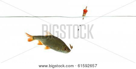 Common roach under water caught on a hook, Rutilus rutilus, isolated on white