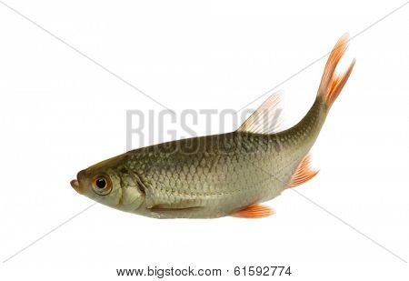Common roach swimming, Rutilus rutilus, isolated on white