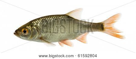 Side view of a Common roach, Rutilus rutilus, isolated on white