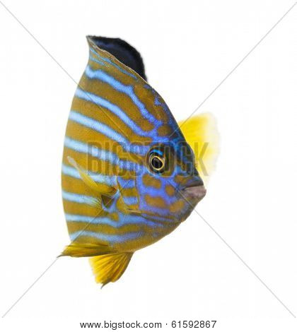 Northern Angelfish, Chaetodontoplus septentrionalis, isolated on white