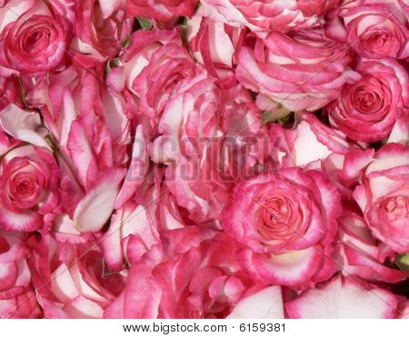 Rosa Rosen