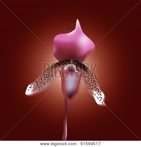orchid flower