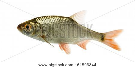 Side view of a Common roach, Rutilus rutilus, isolated on white
