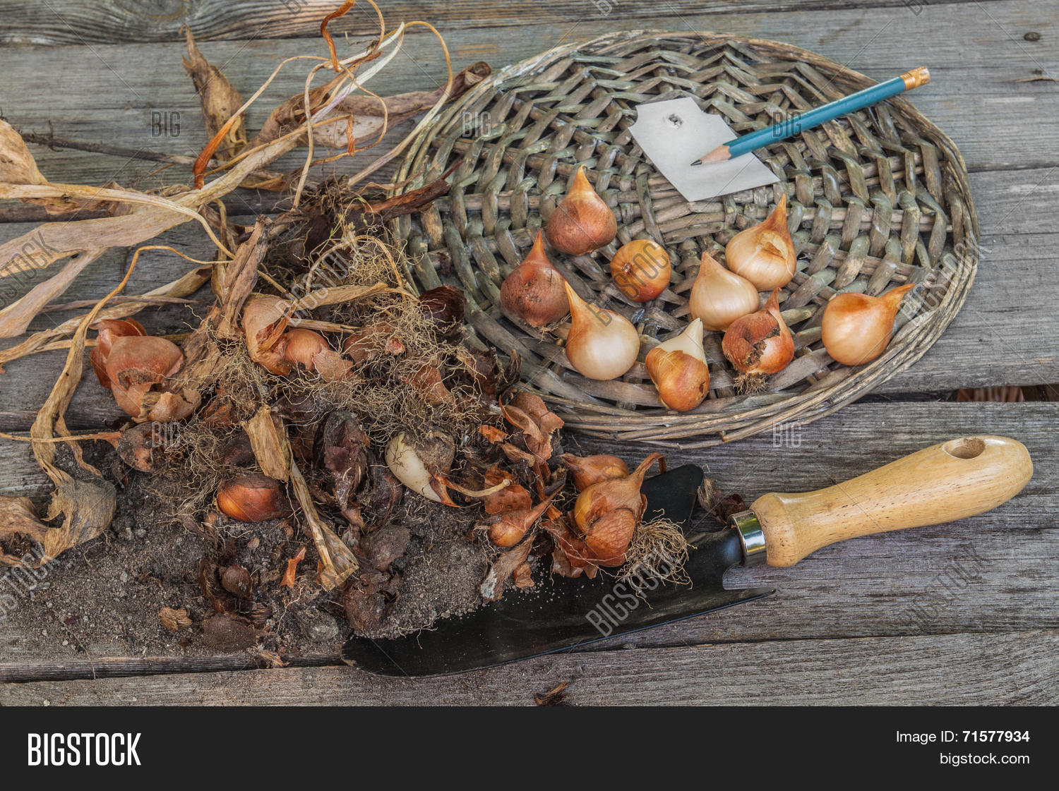 Sort Dug Tulip Bulbs Image & Photo (Free Trial) Bigstock