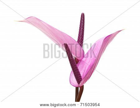 Purple Anthurium