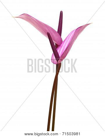 Purple Anthurium