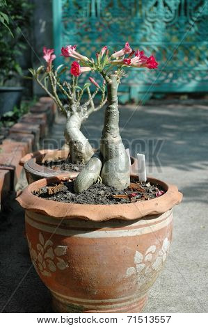 Adenium in Terra Cotta Pots