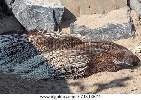 Indian Crested Porcupine