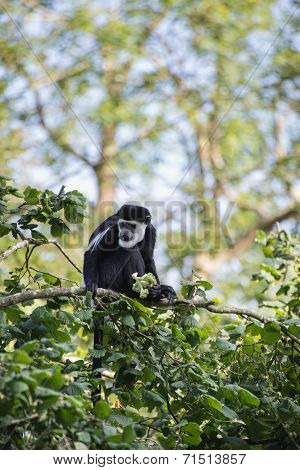 De Brazza Monkey Eating In Treetops Cercopithectus Neglectus