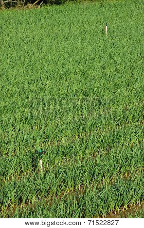 Onion Plantation