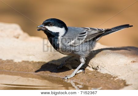 Ashy Tit a Birdbath