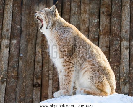 Lynx geeuw