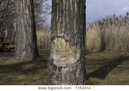 Baum mit Karies
