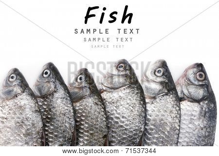 Fresh fishes isolated on white