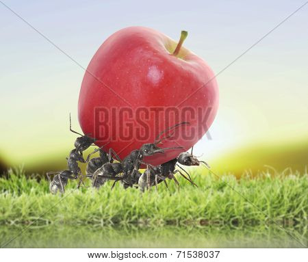 team of ants carry red apple