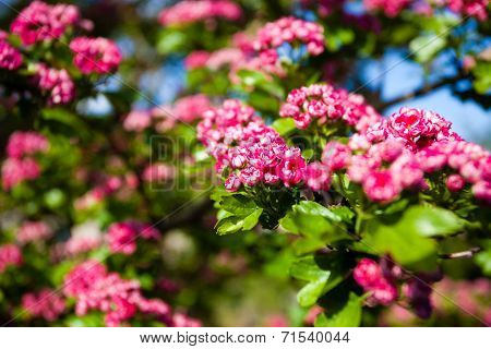 Bloosoming Pink Flowers Of Hawthorn Tree