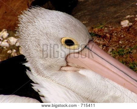 Pellicano occhio 1
