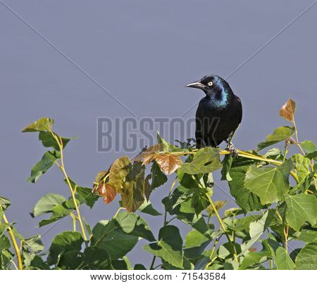Perched Common Grackle