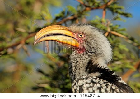 Portrait of a yellow-billed hornbill (Tockus flavirostris), South Africa