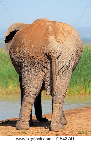 Large African elephant (Loxodonta africana) from behind, Addo Elephant National park, South Africa