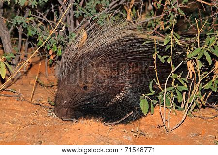 Portrait of a Cape porcupine (Hystrix africaeaustralis), South Africa