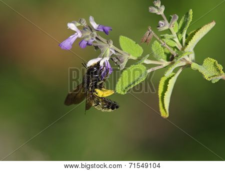 Black Bumble Bee
