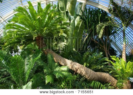 Palm House