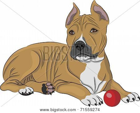 Vector American Staffordshire Terrier