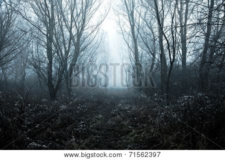 Winter forest path with frost