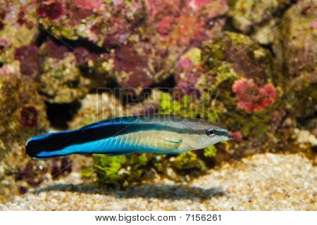 Blue Streak Cleaner Wrasse