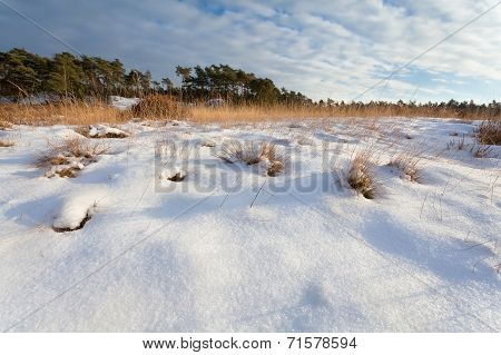 Snowy Sunny Meadow