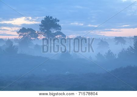 Hills And Trees In Foggy Dusk