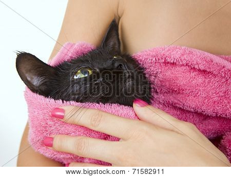 Cute Black Soggy Cat After A Bath