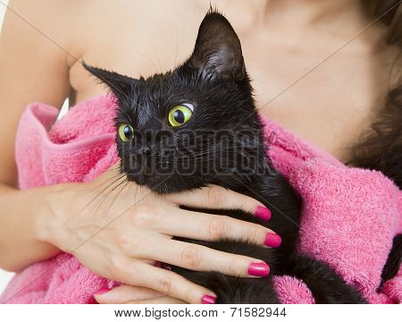 Cute Black Soggy Cat After A Bath