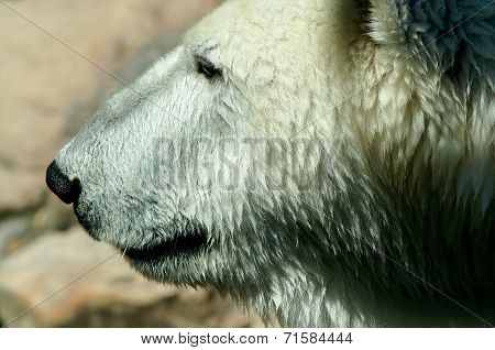 Polar - Ice Bear