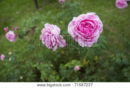 Blooming Pink Roses In The Garden