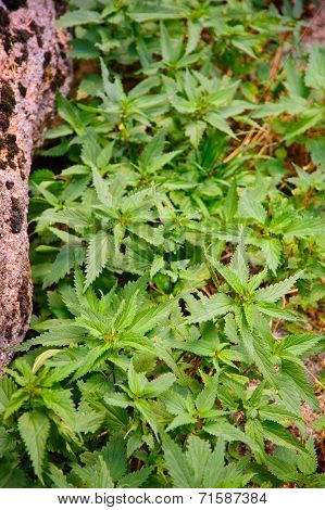 Plant, nettle.