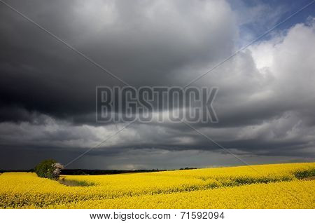 Canola  Rapefield Under Dark Clouds In Denmark